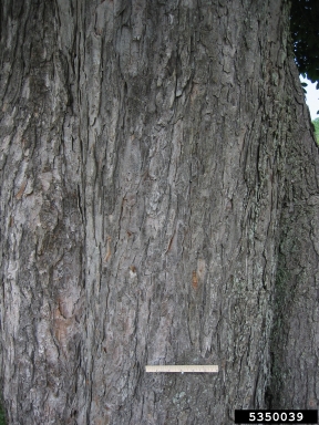 common horse chestnut, Aesculus hippocastanum  (Sapindales: Hippocastanaceae) - 5350039