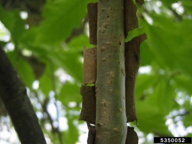swamp white oak, Quercus bicolor  (Fagales: Fagaceae) - 5350052