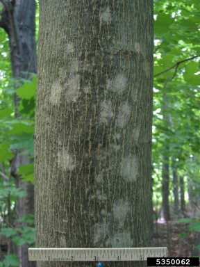 Norway maple, Acer platanoides  (Sapindales: Aceraceae) - 5350062
