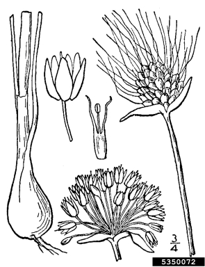 wild garlic, Allium vineale  (Liliales: Liliaceae) - 5350072