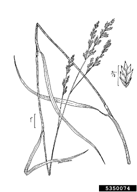 tall fescue, Festuca arundinacea  (Cyperales: Poaceae) - 5350074