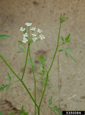 Japanese hedgeparsley, Torilis japonica  (Apiales: Apiaceae) - 5350084