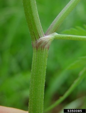 Japanese hedgeparsley, Torilis japonica  (Apiales: Apiaceae) - 5350085
