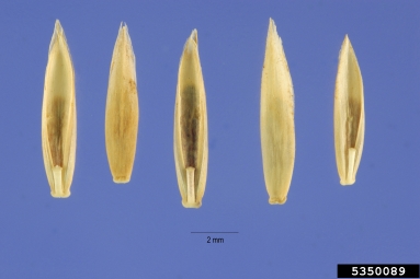 tall fescue, Festuca arundinacea  (Cyperales: Poaceae) - 5350089