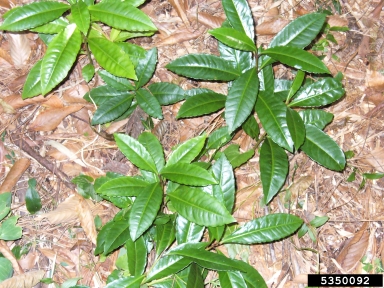 coral ardisia, Ardisia crenata  (Primulales: Myrsinaceae) - 5350092