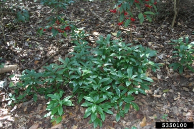 coral ardisia, Ardisia crenata  (Primulales: Myrsinaceae) - 5350100