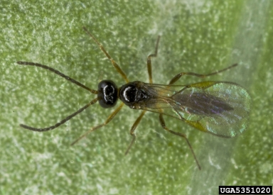 Braconid wasp, Aphidius colemani  (Hymenoptera: Braconidae) - 5351020