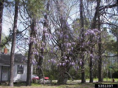 Chinese wisteria, Wisteria sinensis  (Fabales: Fabaceae (Leguminosae)) - 5351097