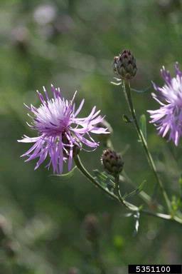 spotted knapweed, Centaurea stoebe ssp. micranthos (Asterales: Asteraceae) - 5351100