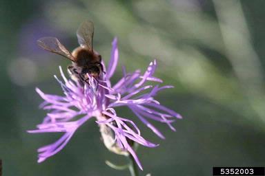 spotted knapweed, Centaurea stoebe ssp. micranthos (Asterales: Asteraceae) - 5352003