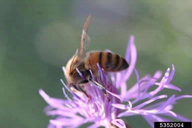 spotted knapweed, Centaurea stoebe ssp. micranthos (Asterales: Asteraceae) - 5352004