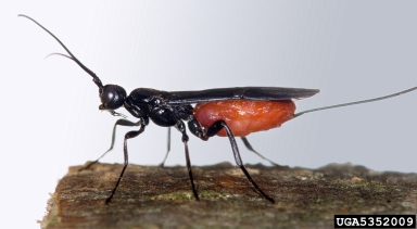 Braconid wasp, Atanycolus cappaerti  (Hymenoptera: Braconidae) - 5352009