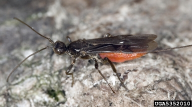 Braconid wasp, Atanycolus cappaerti  (Hymenoptera: Braconidae) - 5352010