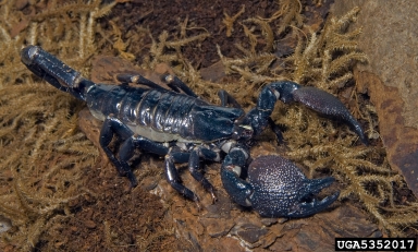 emperor scorpion, Pandinus imperator  (Scorpiones: Scorpionidae) - 5352017
