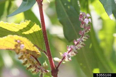 perilla mint, Perilla frutescens  (Lamiales: Lamiaceae) - 5355100