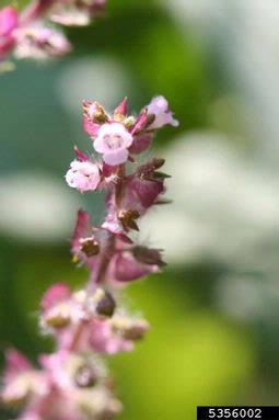 perilla mint, Perilla frutescens  (Lamiales: Lamiaceae) - 5356002