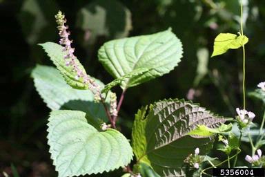 perilla mint, Perilla frutescens  (Lamiales: Lamiaceae) - 5356004