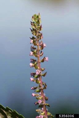 perilla mint, Perilla frutescens  (Lamiales: Lamiaceae) - 5356006