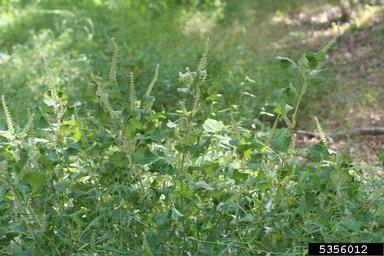 perilla mint, Perilla frutescens  (Lamiales: Lamiaceae) - 5356012