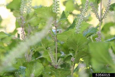 perilla mint, Perilla frutescens  (Lamiales: Lamiaceae) - 5356015