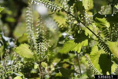 perilla mint, Perilla frutescens  (Lamiales: Lamiaceae) - 5356017