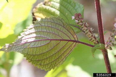 perilla mint, Perilla frutescens  (Lamiales: Lamiaceae) - 5356029