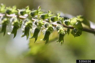 perilla mint, Perilla frutescens  (Lamiales: Lamiaceae) - 5356030