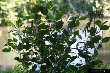 perilla mint, Perilla frutescens  (Lamiales: Lamiaceae) - 5356037
