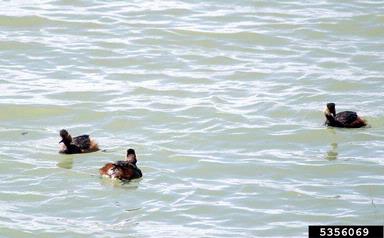 horned grebe, Podiceps auritus  (Ciconiiformes: Podicipedidae) - 5356069