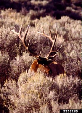 elk, Cervus canadensis  (Artiodactyla: Cervidae) - 5356165