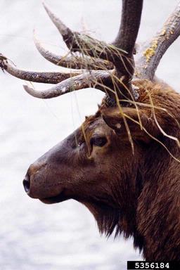 elk, Cervus canadensis  (Artiodactyla: Cervidae) - 5356184