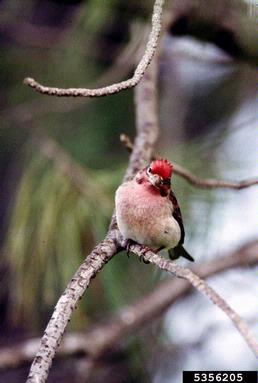Cassin's finch, Carpodacus cassinii  (Passeriformes: Fringillidae) - 5356205