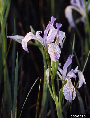 Rocky Mountain iris, Iris missouriensis  (Liliales: Iridaceae) - 5356213