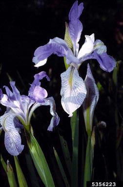 Rocky Mountain iris, Iris missouriensis  (Liliales: Iridaceae) - 5356223