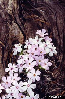 phlox, Phlox spp.  (Solanales: Polemoniaceae) - 5356246