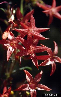scarlet gilia, Ipomopsis aggregata  (Solanales: Polemoniaceae) - 5356249