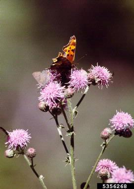 Canada thistle, Cirsium arvense  (Asterales: Asteraceae) - 5356268