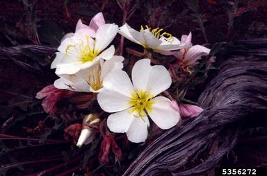 tufted evening-primrose, Oenothera cespitosa  (Myrtales: Onagraceae) - 5356272