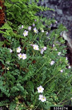 elegant Jacob's-ladder, Polemonium elegans  (Solanales: Polemoniaceae) - 5356274