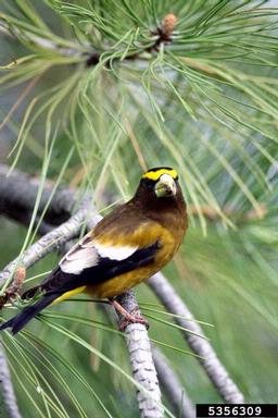 evening grosbeak, Coccothraustes vespertinus  (Passeriformes: Fringillidae) - 5356309