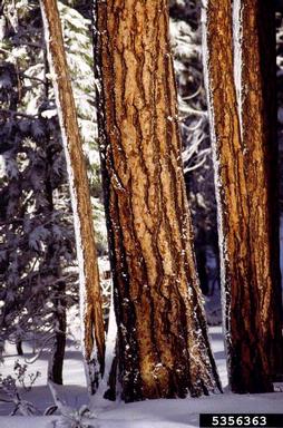 ponderosa pine, Pinus ponderosa  (Pinales: Pinaceae) - 5356363