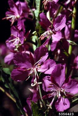 fireweed, Chamerion angustifolium  (Myrtales: Onagraceae) - 5356423