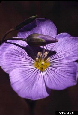 prairie flax, Linum lewisii  (Linales: Linaceae) - 5356426