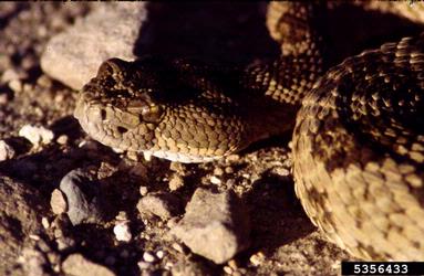 western diamondback rattlesnake, Crotalus atrox  (Squamata: Viperidae) - 5356433