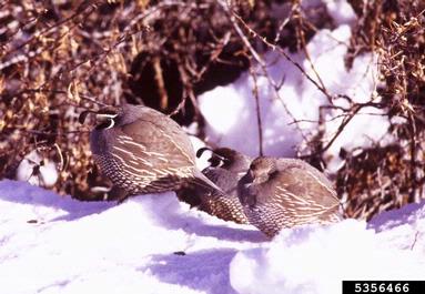California quail, Callipepla californica  (Galliformes: Odontophoridae) - 5356466