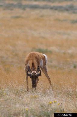pronghorn antelope, Antilocapra americana  (Artiodactyla: Antilocapridae) - 5356476