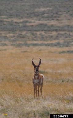 pronghorn antelope, Antilocapra americana  (Artiodactyla: Antilocapridae) - 5356477