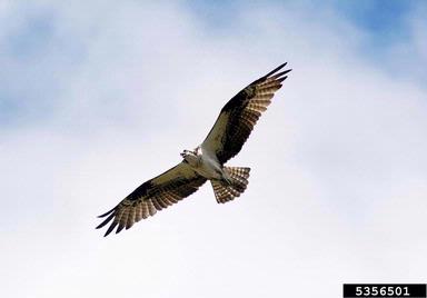 osprey, Pandion haliaetus  (Ciconiiformes: Accipitridae) - 5356501