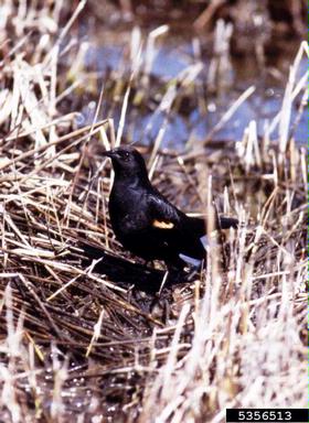red-winged blackbird, Agelaius phoeniceus  (Passeriformes: Icteridae) - 5356513