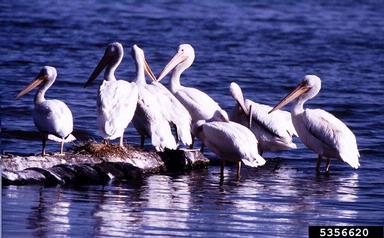 American white pelican, Pelecanus erythrorhynchos  (Ciconiiformes: Pelecanidae) - 5356620